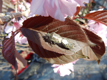 Prunus serrulata "Royal Burgundi" - Japanische Nelkenkirsche