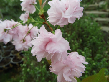 Prunus serrulata "Shidare Sakura" - Japanische Hänge-Nelkenkirsche