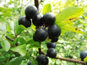 Prunus spinosa - Schlehe