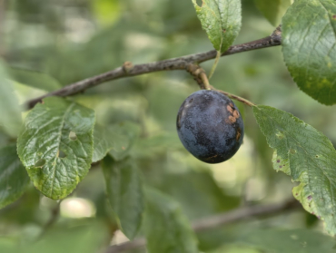 Prunus spinosa "Reto" - Schlehe