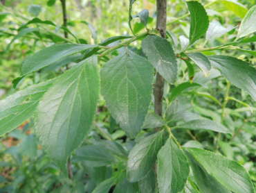 Prunus spinosa "Rossatz" - Schlehe