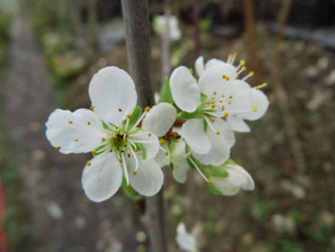 Prunus spinosa "Wienerwald" - Schlehe