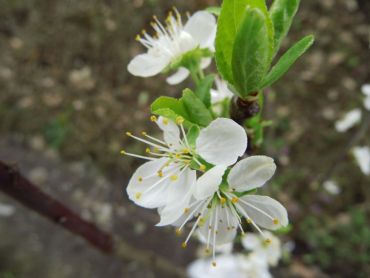 Prunus spinosa "Wienerwald" - Schlehe