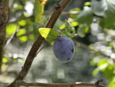 Prunus spinosa "Wienerwald" - Schlehe