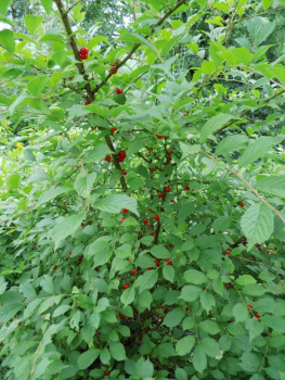Prunus tomentosa - Korea-Kirsche