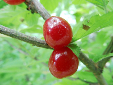 Prunus tomentosa - Korea-Kirsche