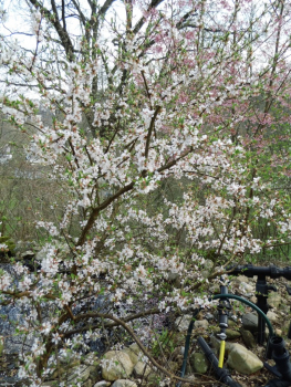 Prunus tomentosa "Orient" - Korea-Kirsche