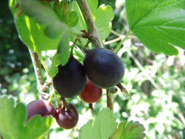 Ribes divaricatum ssp. - Amerikanische Stachelbeere