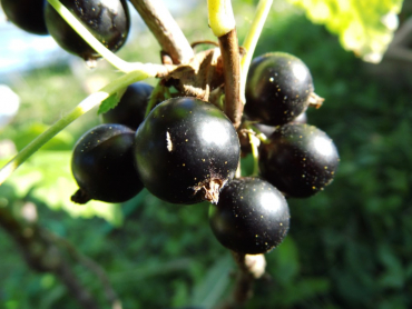 Ribes nigrum "Ben More" - Schwarze Johannisbeere