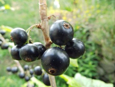 Ribes nigrum "Bona"(S) - Schwarze Johannisbeere