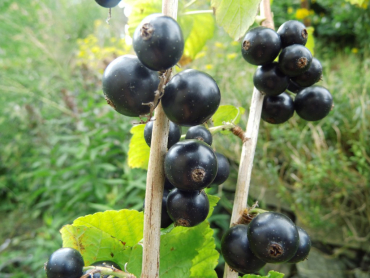 Ribes nigrum "Bona"(S) - Schwarze Johannisbeere
