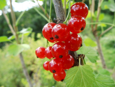 Ribes rubrum "Gerouge 2" - Rote Johannisbeere