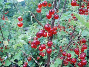 Ribes rubrum "Rondom" - Rote Johannisbeere