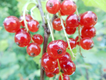 Ribes rubrum "Rovada" - Rote Johannisbeere