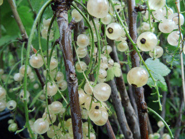Ribes rubrum "Weiße Versailler" - Weiße Johannisbeere