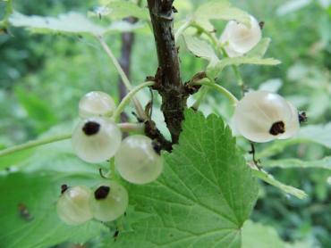 Ribes rubrum "Weiße Holländer" - Weiße Johannisbeere