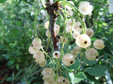 Ribes rubrum "Weiße aus Jüterbog" - Weiße Johannisbeere