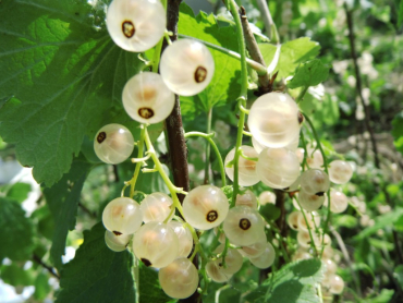 Ribes rubrum "Werdavia" - Weiße Johannisbeere