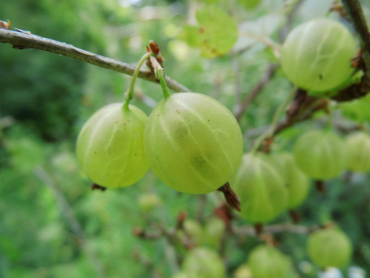 Ribes uva-crispa "Hinnonmäki gelb" - Stachelbeere gelb