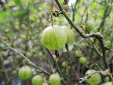 Ribes uva-crispa "Hinnonmäki grün" - Stachelbeere grün