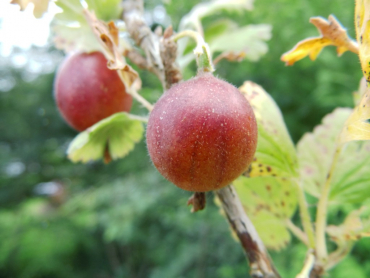 Ribes uva-crispa "Redeva"(S) - Stachelbeere rot