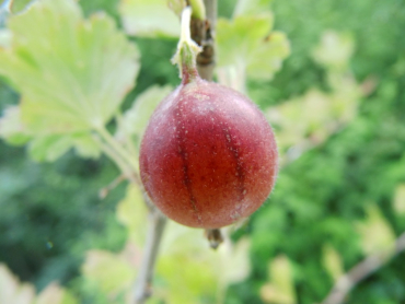Ribes uva-crispa "Redeva"(S) - Stachelbeere rot