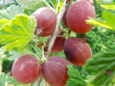 Ribes uva-crispa "Remarka" - Stachelbeere rot