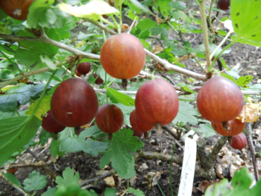 Ribes uva-crispa "Remarka" - Stachelbeere rot