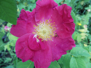 Rosa francofurtana - Kreiselrose