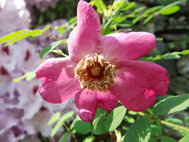 Rosa gallica - Essig-Rose