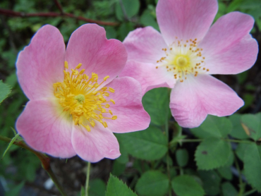 Rosa jundzillii - Rauhblättrige Rose