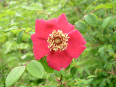 Rosa moyesii - Blutrote Rose