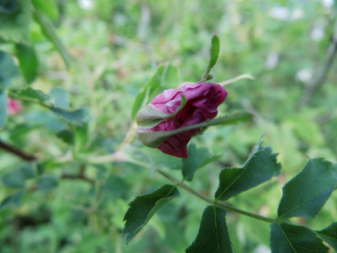 Rosa pendulina - Gebirgsrose