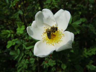 Rosa pimpinellifolia - Dünenrose