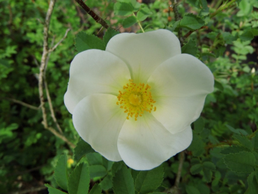 Rosa pimpinellifolia - Dünenrose
