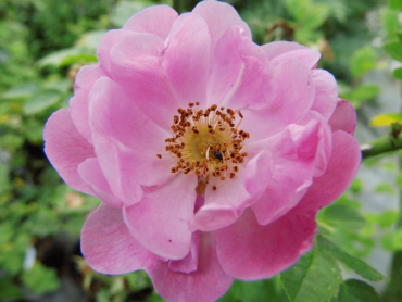 Rosa rubiginosa "Duplex" - Weinrose