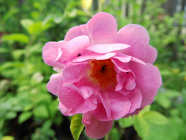 Rosa rubiginosa "Duplex" - Weinrose