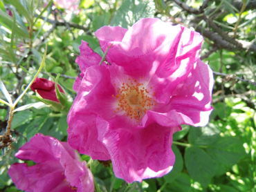 Rosa rugosa - Kartoffelrose