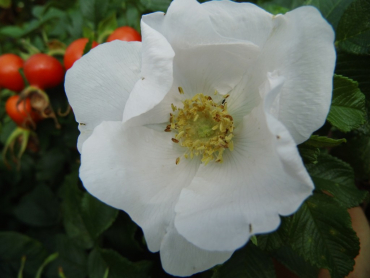 Rosa rugosa "Alba" - Kartoffelrose