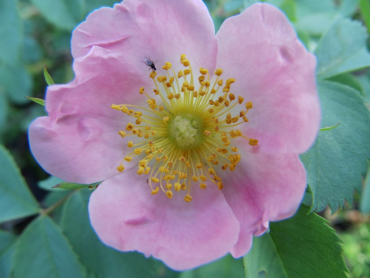Rosa villosa - Apfelrose