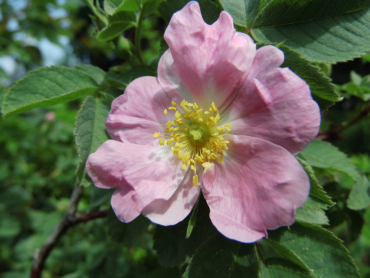 Rosa villosa - Apfelrose