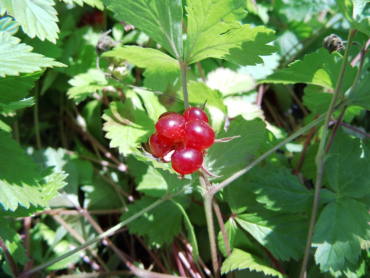 Rubus arcticus "Beata" - Schwedische Ackerbeere