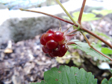 Rubus arcticus - Schwedische Ackerbeere