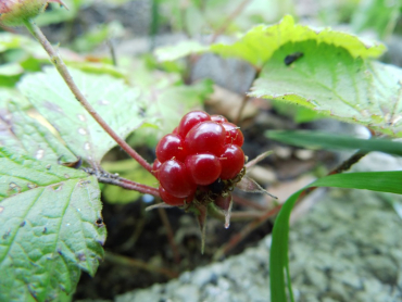 Rubus arcticus "Tarja" - Schwedische Ackerbeere