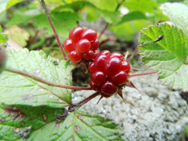 Rubus arcticus "Tarja" - Schwedische Ackerbeere