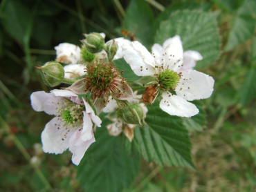 Rubus fruticosus "Navaho"® "The Big Easy"® - Stachellose Säulen-Brombeere