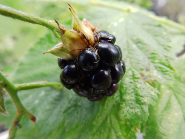 Rubus fruticosus "Loch Tay"(S) - Stachellose Brombeere