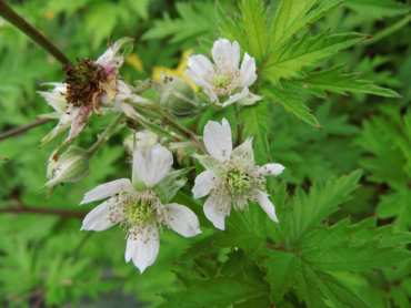 Rubus fruticosus "Thornless Evergreen" - Stachellose Brombeere