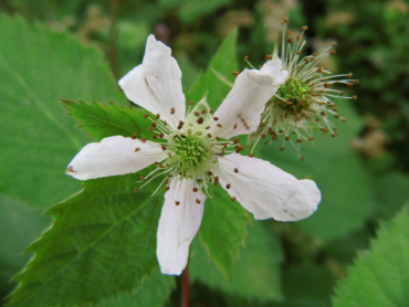 Rubus fruticosus "Triple Crown" - Stachellose Brombeere