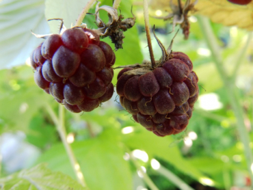 Rubus idaeus "Aroma Queen" "Aromquee" (S) - Himbeere rot
